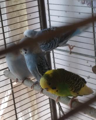 5 pappagallini maschi