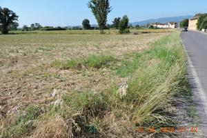 Terreno agricolo Prato Ovest / Casale