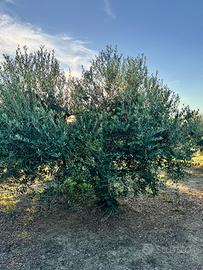 Piante ulivo