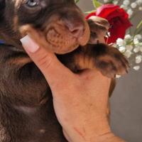 Ultimi meravigliosi cuccioli di Dobermann