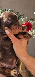 Ultimi meravigliosi cuccioli di Dobermann