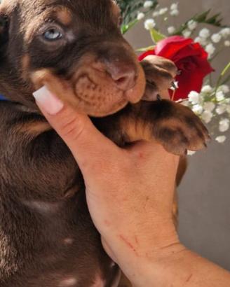 Ultimi meravigliosi cuccioli di Dobermann