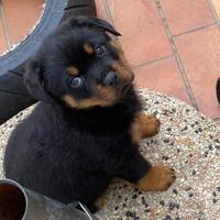 Cuccioli Rottweiler