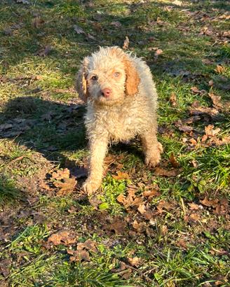 Cuccioli di lagotto