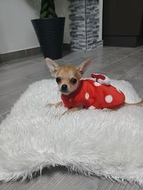 Chihuahua Toy