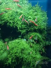 Gamberetti caridine Red cherry