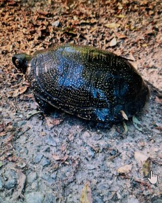 Tartaruga Palustre