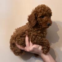 Cucciolo di barboncino nano red con pedigree enci