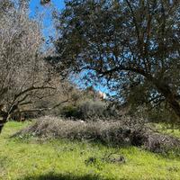 Aiuto pulizia per terreno agricolo Fossignano