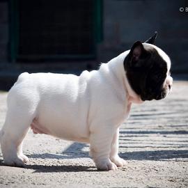 Bulldog francese bianco e nero