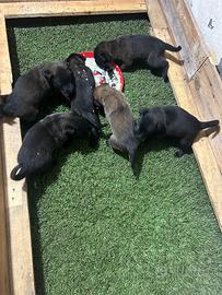 Pastore belga malinois