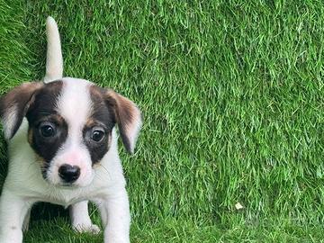 Jack Russell