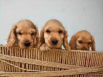 Cocker spaniel inglese con pedigree
