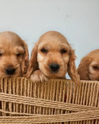 Cocker spaniel inglese con pedigree