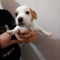 Jack Russell