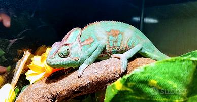 Camaleonte calyptratus