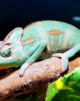 Camaleonte calyptratus