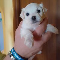Maltipoo