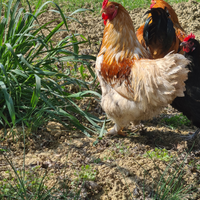 Gallo brahma