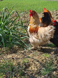 Gallo brahma