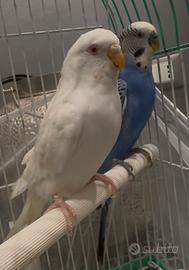 Cocorite_ pappagalli