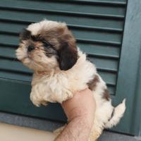 Cuccioli di schizu