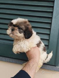 Cuccioli di schizu