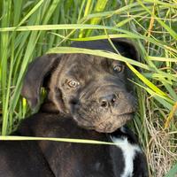 Cucciola cane corso