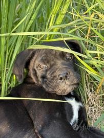 Cucciola cane corso