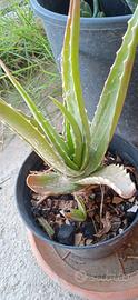 Pianta aloe arborescens di anni 2