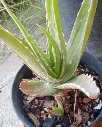 Pianta aloe arborescens di anni 2