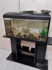 acquario 