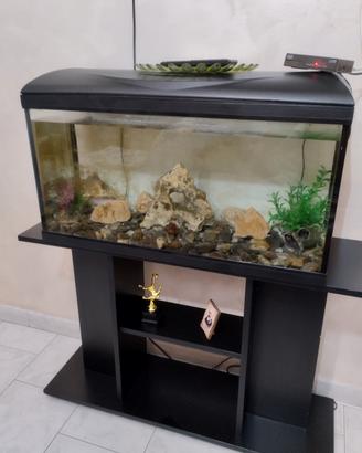 acquario 