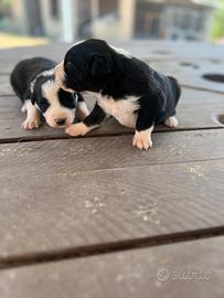 Border collie