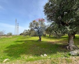 Terreno Edificabile - Bari
