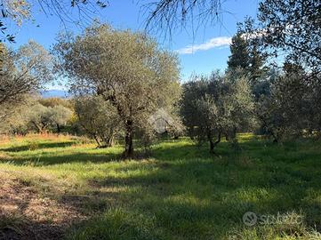 TER. AGRICOLO A SORIANO NEL CIMINO