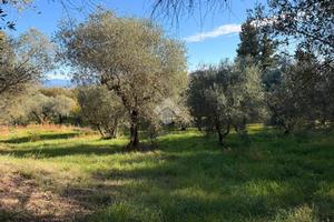 TER. AGRICOLO A SORIANO NEL CIMINO