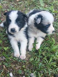 Border collie