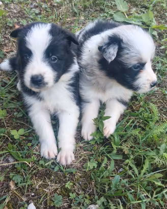 Border collie
