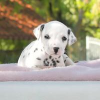 Cucciola di Dalmata