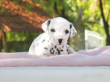 Cucciola di Dalmata