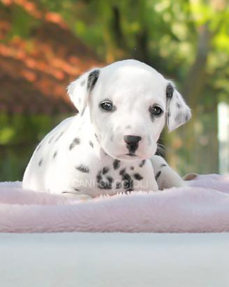 Cucciola di Dalmata