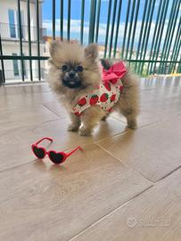 Spitz Pomerania