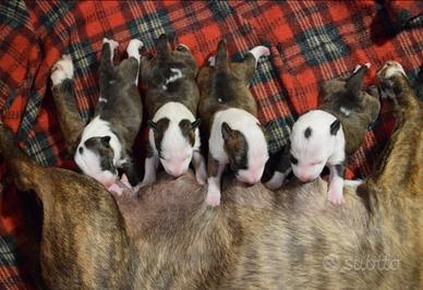 Bull terrier miniature