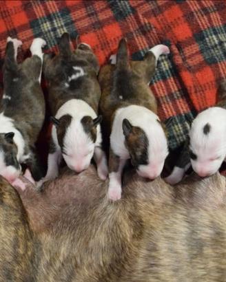 Bull terrier miniature