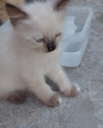 Gattini di due mesi e mezzo