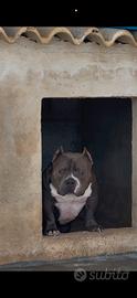 American bully