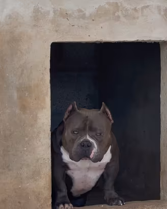 American bully