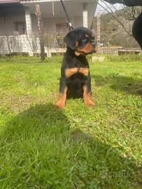 Rottweiler cuccioli pedigree enci