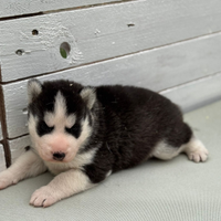 Husky
